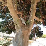 Villa Verde فيلة *